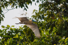 Pilherodius pileatus
