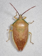 Agapophyta bipunctata