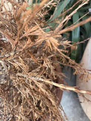 Pestalotiopsis funerea