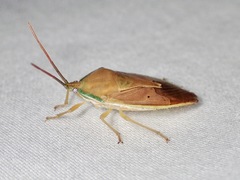 Agapophyta bipunctata