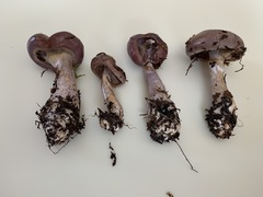 Cortinarius transiens