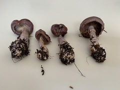 Cortinarius transiens