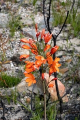 Pillansia templemannii