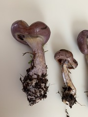 Cortinarius transiens