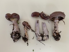 Cortinarius transiens