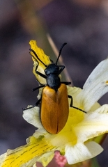 Prolytta pallidipennis
