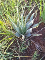 Ledebouria marginata