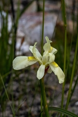 Moraea anomala
