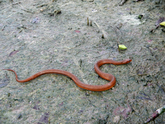 Nerodia clarkii compressicauda