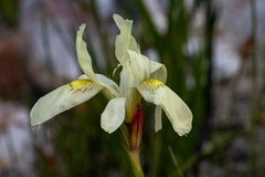 Moraea anomala