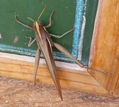 Schistocerca flavofasciata