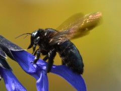 Xylocopa sonorina