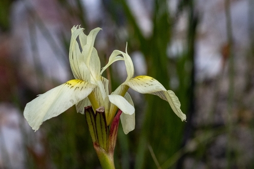 Image of Moraea anomala by (c) magriet b, some rights reserved (CC BY-SA)