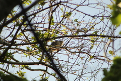 Rupornis magnirostris