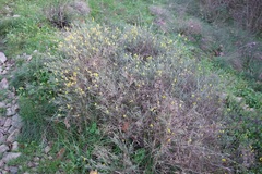 Genista pilosa