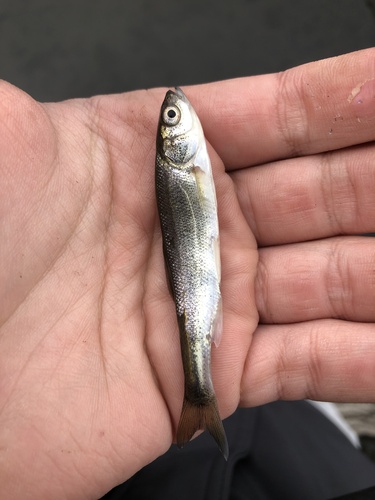 Blue chub (Gila coerulea) — Cyprinidae — 5