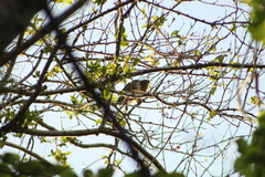 Rupornis magnirostris