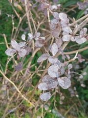 Erysiphe berberidis
