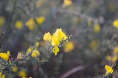 Genista pilosa