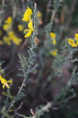 Genista pilosa