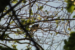 Rupornis magnirostris