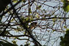 Rupornis magnirostris