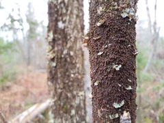 Frullania bolanderi