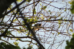 Rupornis magnirostris