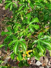 Euphorbiaceae