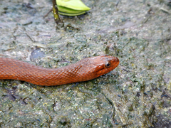 Nerodia clarkii compressicauda