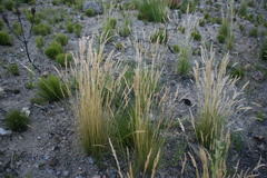 Tenaxia stricta