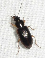 Stenolophus ochropezus