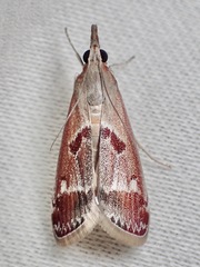Syntonarcha iriastis