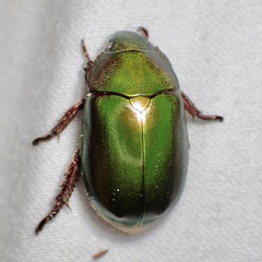 Anoplognathus punctulatus