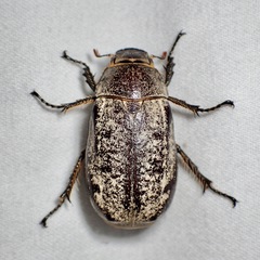 Dermolepida albohirtum