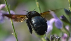 Xylocopa sonorina