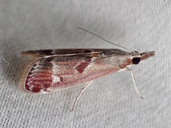 Syntonarcha iriastis