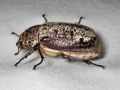 Dermolepida albohirtum