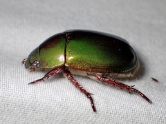 Anoplognathus punctulatus