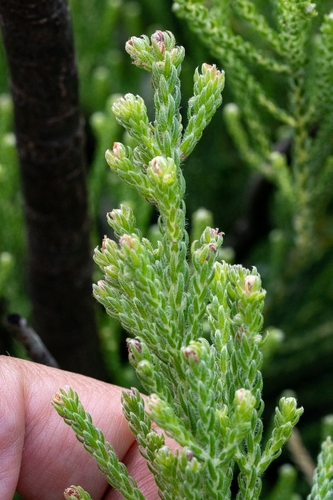 Brunia neglecta (Brunia neglecta)