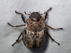 Dermolepida albohirtum