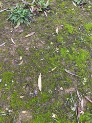 Capreolus capreolus