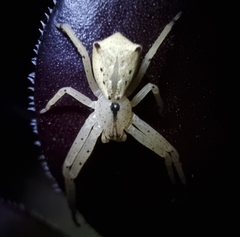 Sidymella trapezia