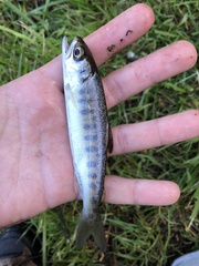 Oncorhynchus kisutch