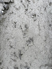 Anaxyrus boreas