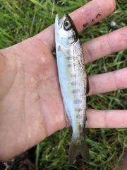 Oncorhynchus kisutch