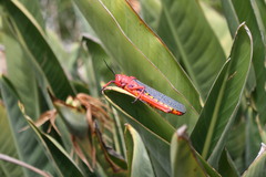 Phymateus morbillosus