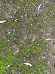 Capreolus capreolus
