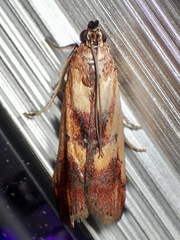 Epicrocis metallopa