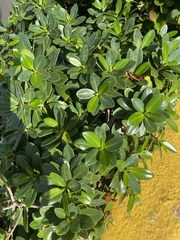 Magnoliopsida